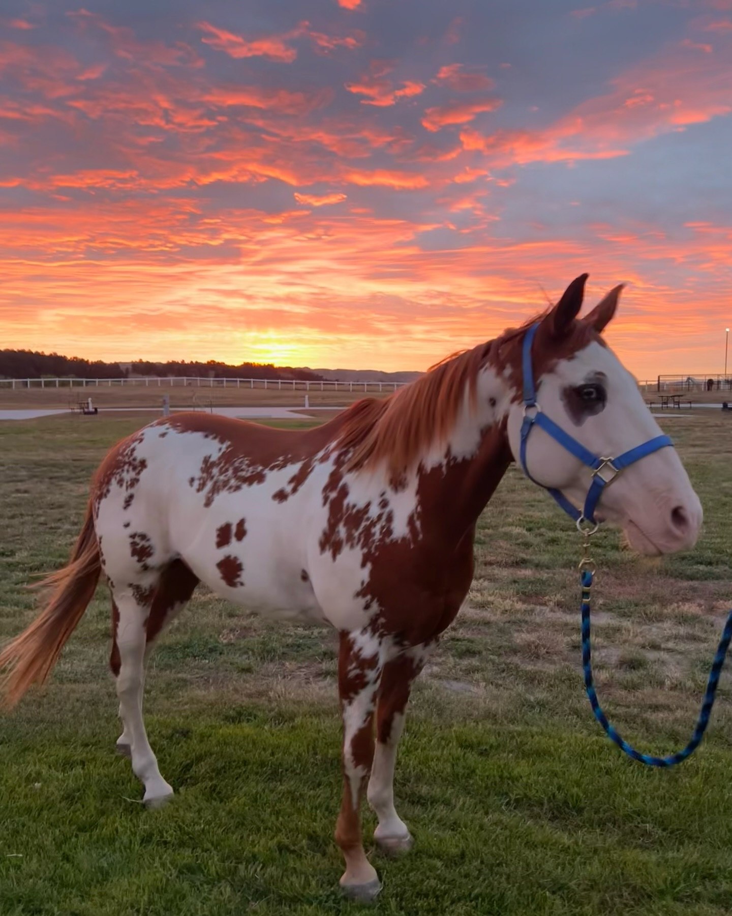 Paint horse beneath a brilliant orange sunset