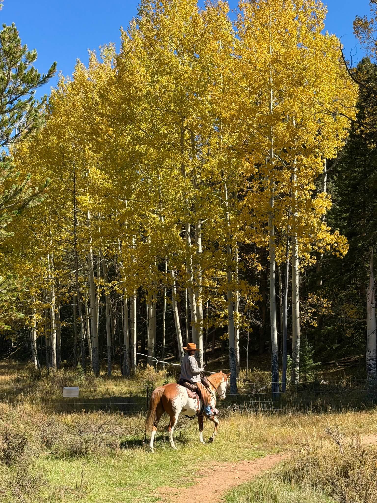 Horseback riding beneath golden autumn aspens